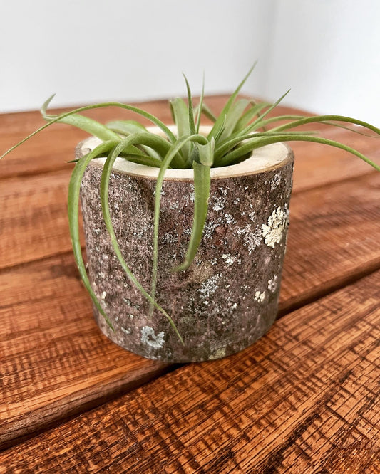 Medium Log Air Plant Holder