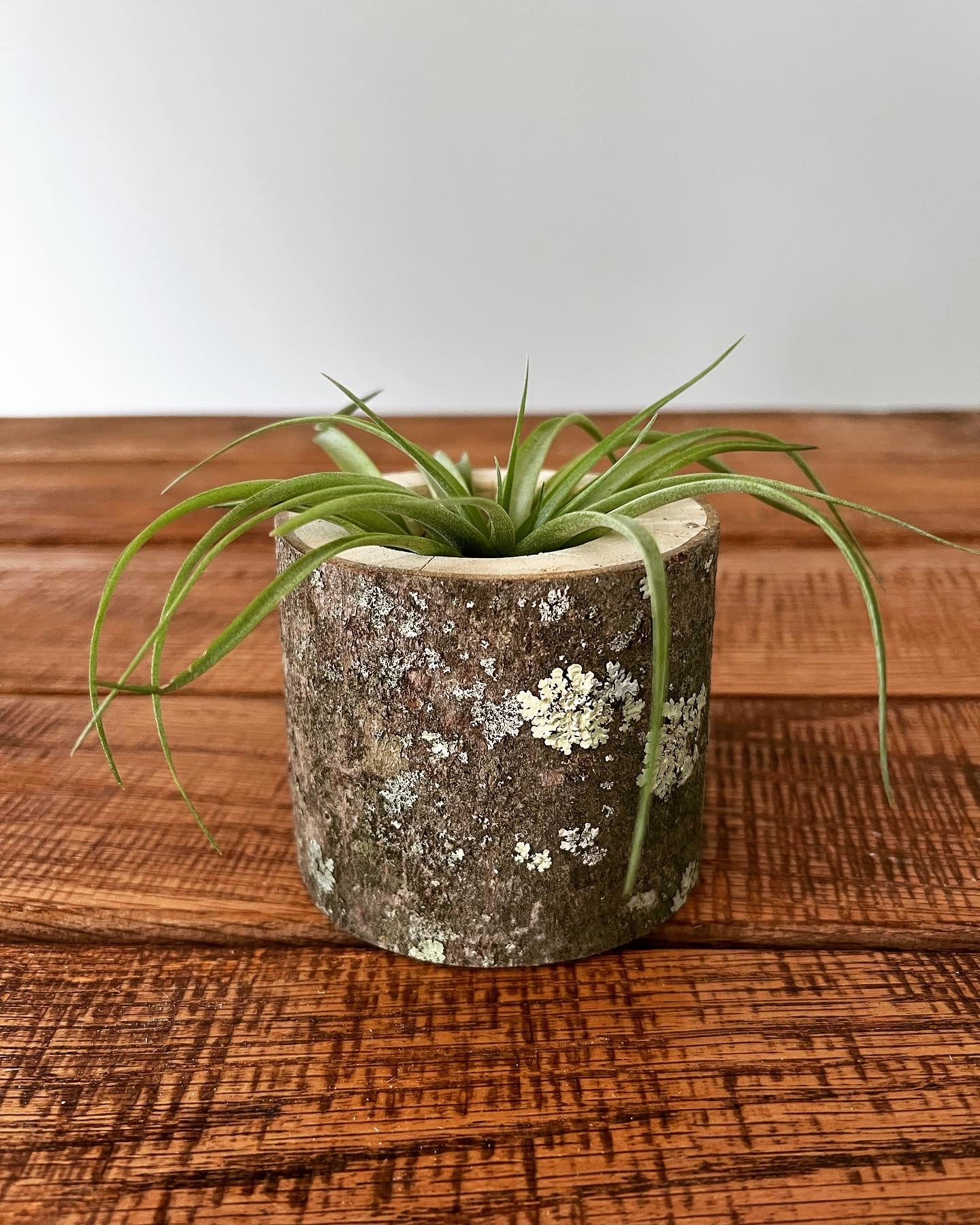 air plant log Medium Log Air Plant Holder