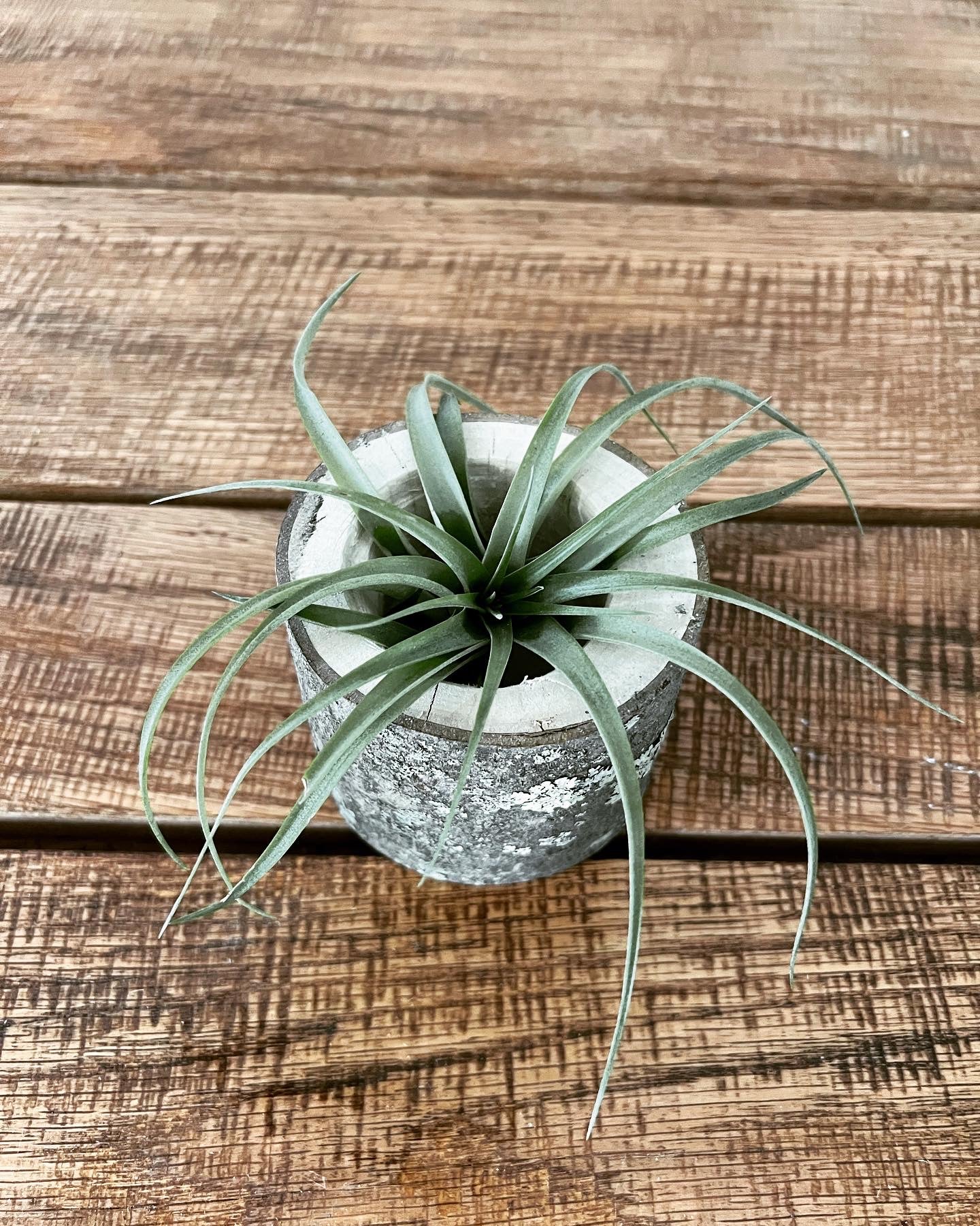 Medium Log Air Plant Holder