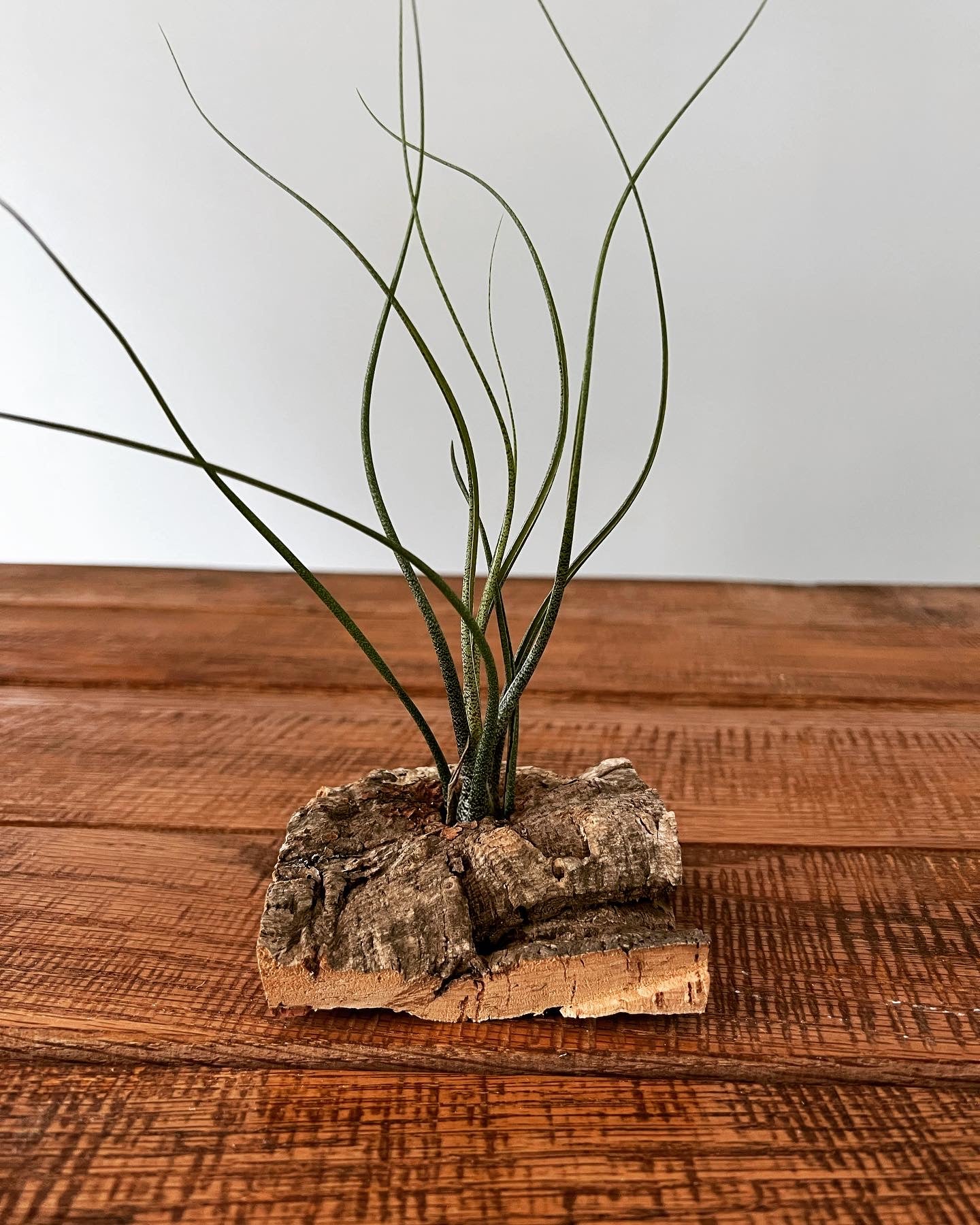cork air plant holder Cork Piece Air Plant Holder – LF Rustics, LLC