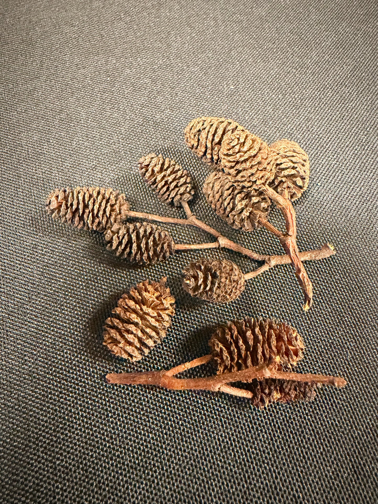 Alder Cones