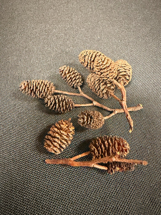 Alder Cones
