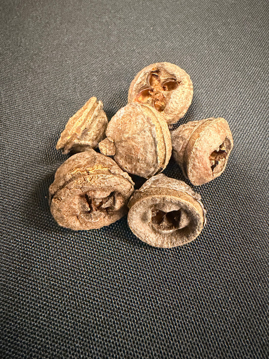 Eucalyptus Pods