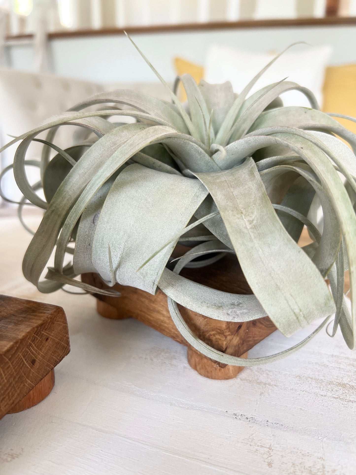 Mini Oak Riser For Air Plant’s